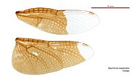 Rhyothemis resplendens female wings (34675400890)