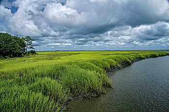 Salt marshes at Little St. Simon's Island, Georgia, US.jpg