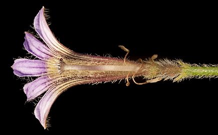 Scaevola parvifolia (15231860590)