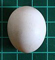 Senegal egg 10s06