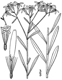 Sericocarpus linifolius BB-1913