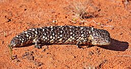 Shingleback-sa.jpg