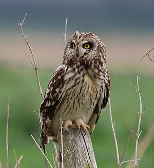 Short Eared Owl - 53627951266