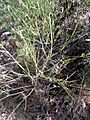 Shrub with green red drupe Blackheath