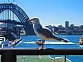 Silver gull at Sydney