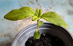 Solros - Common sunflower - (Helianthus annuus) - Ystad - 2025