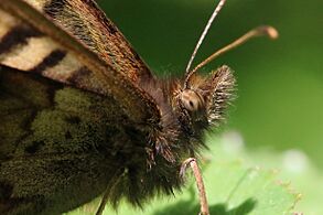 Speckled wood (Pararge aegeria) female 2 head