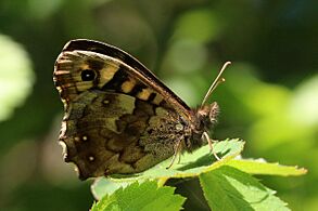 Speckled wood (Pararge aegeria) female underside 2