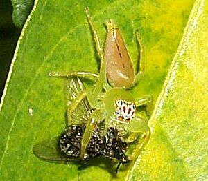 Spider eating fly closer