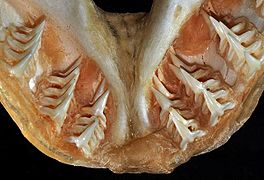 Squatina dumeril central teeth2