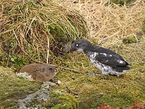 St. George Lemming and Least Auklet on St. George by Lauren Scope USFWS