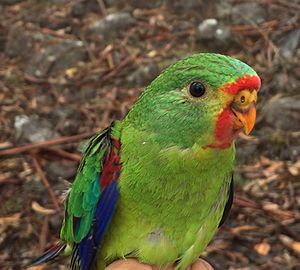 Swift Parrot juvenile