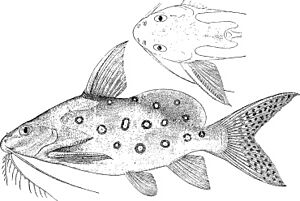 Synodontis ocellifer.jpg