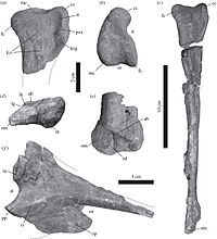 Tachiraptor admirabilis.jpg