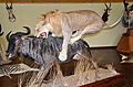 Taxidermied Lion and Blue Wildebeest, Namibia