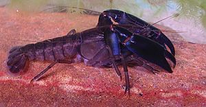 The-eastern-swamp-crayfish-Gramastacus-lacus-sp.-n.-(Decapoda-Parastacidae)-a-new-species-of-zookeys-398-053-g001.jpg