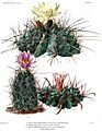The Cactaceae Vol III, plate XVI filtered