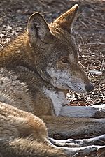 The Endangered Red Wolf By Carole Robertson