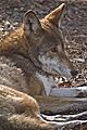 The Endangered Red Wolf By Carole Robertson