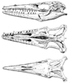 The Osteology of the Reptiles p67