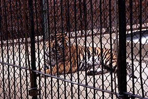 Tiger at Southampton Zoo