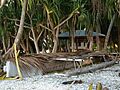 Tokelau Atafu vaka canoe. 20070715