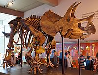 Triceratops mount.jpg