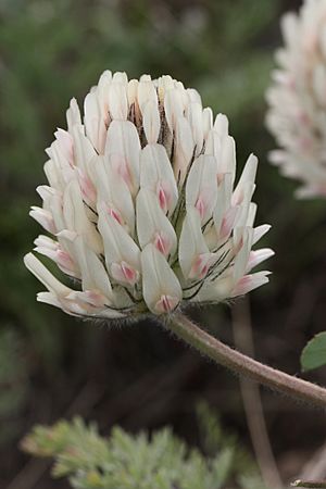 Trifolium macrocephalum 7882.JPG