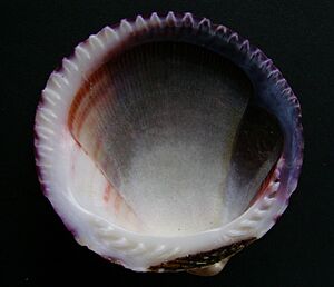 Tucetona laticostata (inside) 2