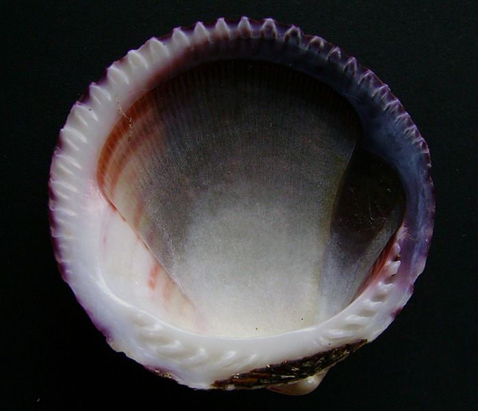 Tucetona laticostata (inside) 2