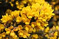 Ulex europaeus flowers