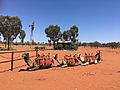 Uluru camel farm 1