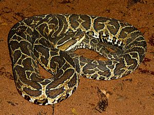 Bothrops alternatus Facts for Kids