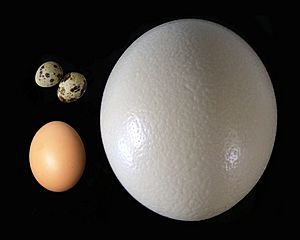 Egg (biology) Facts for Kids