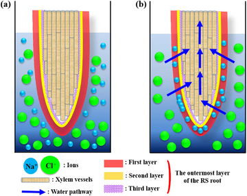 Water filtration in mangrove roots.webp
