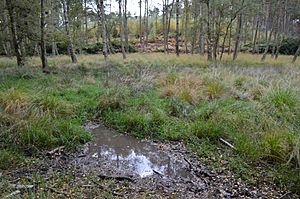 Wavendon Heath Ponds 7