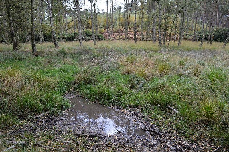 Wavendon Heath Ponds 7