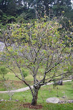Wild Himalayan Cherry (Prunus cerasoides) Cibodas Botanical Garden