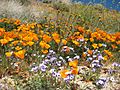 Wildflowers at California Poppy Reserve