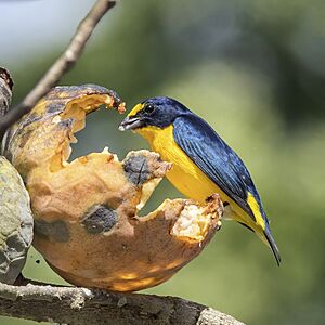 Yellow-throated euphonia (Euphonia hirundinacea hirundinacea) male feeding on custard apple (Annona reticulata) Orange Walk