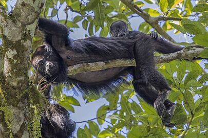 Yucatán black howler (Alouatta pigra) with baby Peten