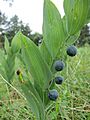 20140810Polygonatum odoratum1