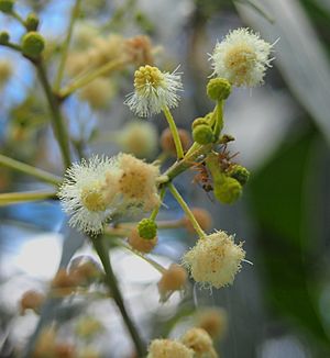 Acacia flavescens flowers