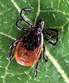 Adult deer tick(cropped)