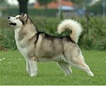 A white and grey husky-like dog faces left. Its tail curves over its back.