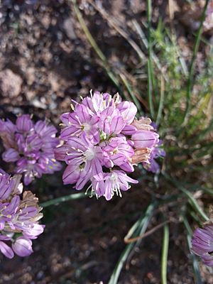 Allium mongolicum - AMARYLLIDACEAE -=LILIACEAE- (28336102511).jpg