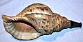 Antique Japanese horagi (conch shell trumpet)