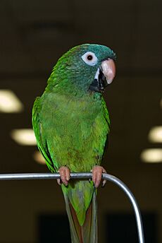 Aratinga acuticaudata -pet on perch-8a