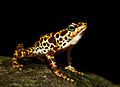 Atelopus certus calling male edit