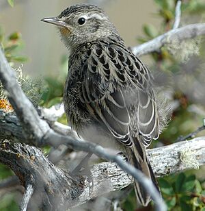 Austral Canastero (Asthenes anthoides) from behind (cropped).jpg